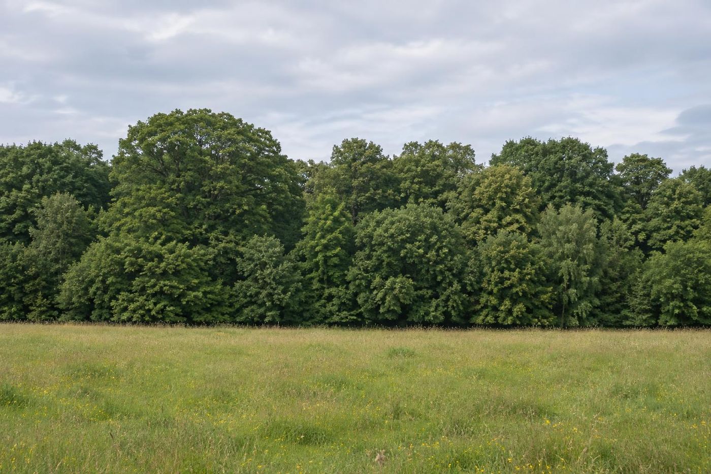 A dense belt of mature mixed woodland in full leaf seen across a meadow, fully screening what lies behind, calm summer light.