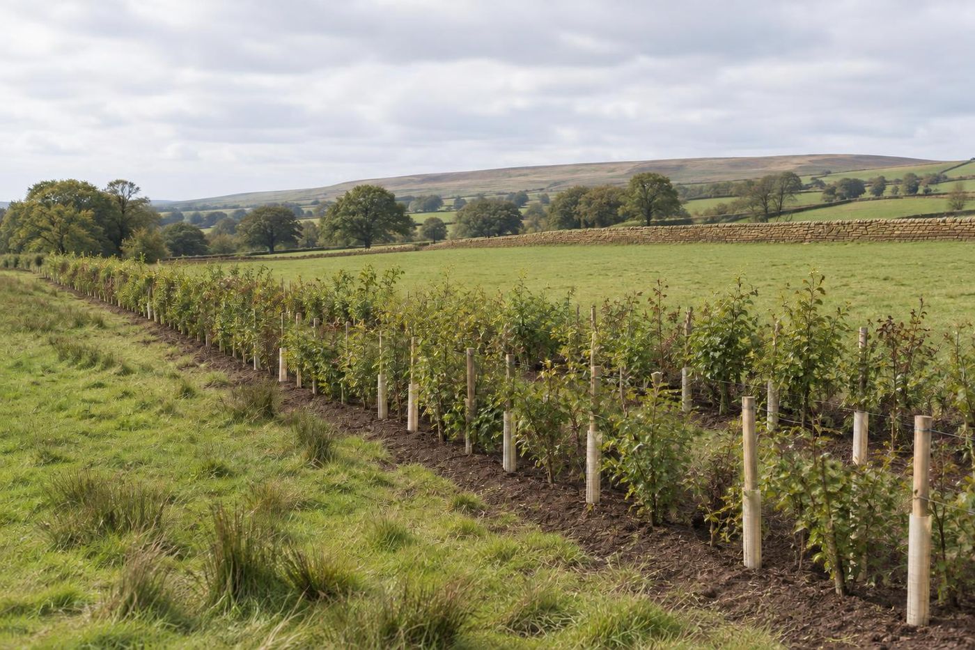 A newly planted double hedgerow of young hawthorn and hazel in guards along a field edge on restored pasture, fresh soil, distant fields.