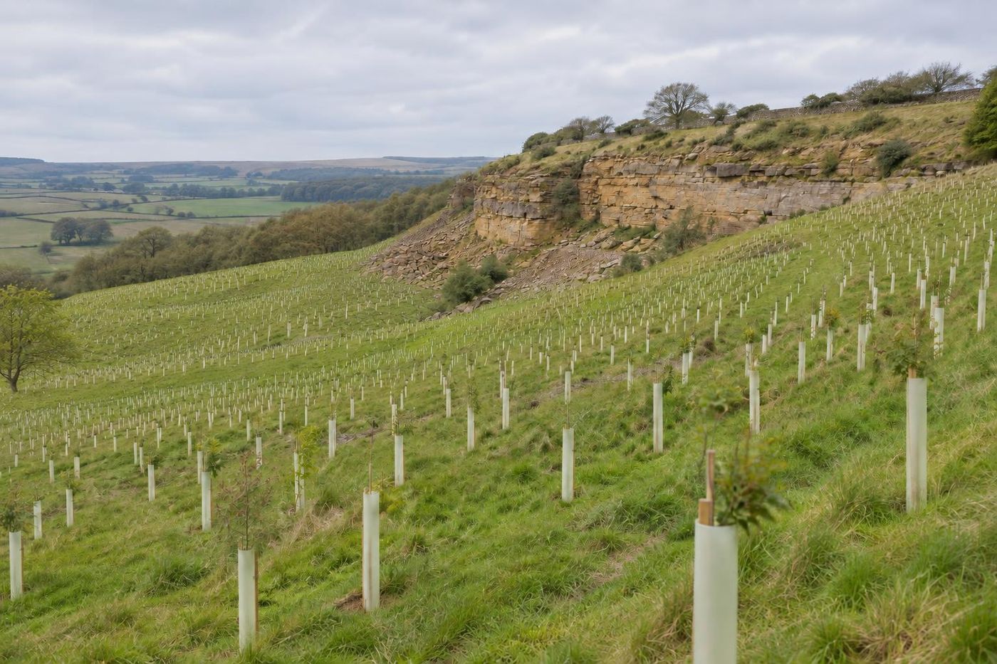 Rows of young native tree whips in pale guards planted on a grassed slope running up to a low weathered sandstone edge, bright overcast day.